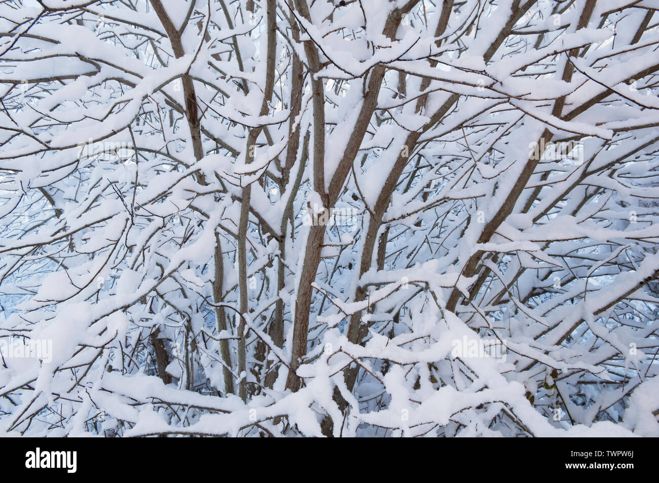 Snow-covered branches in winter - Scotland, UK Stock Photo