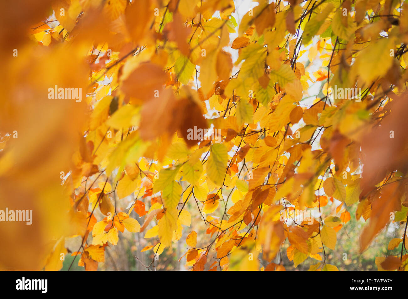 Autumn beech leaves. Stock Photo