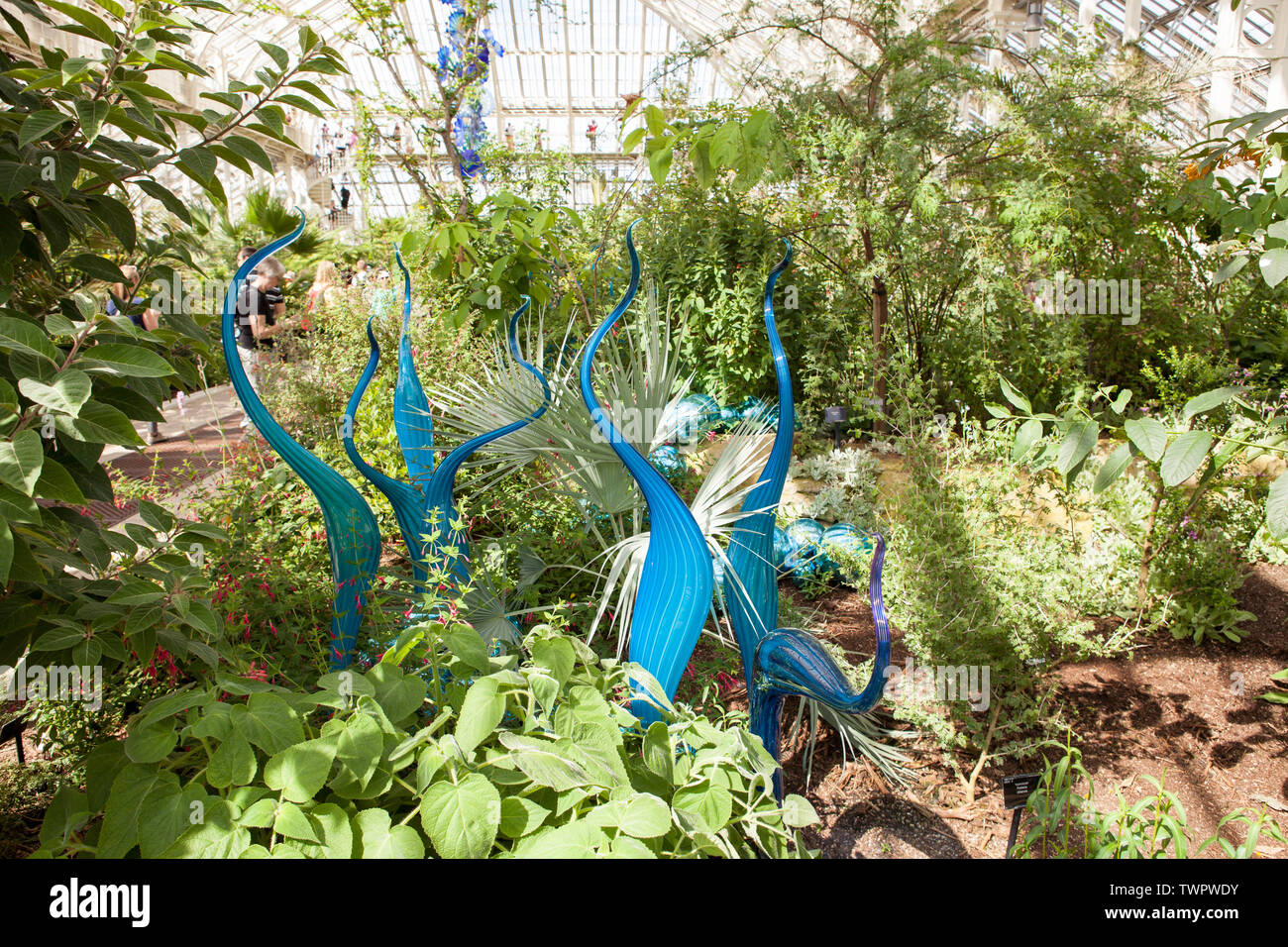 Turquoise Marlins and Floats is a glass sculpture by contemporary USA artist Dale Chihuly, located in The Temperate House at Kew Gardens, London. Stock Photo