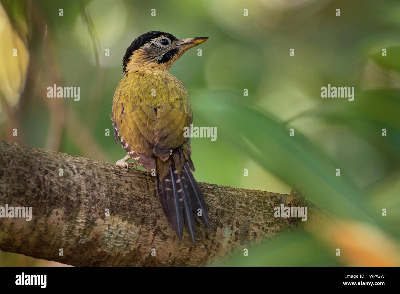 Laced Woodpecker - Picus vittatus species of bird in the family Picidae, throughout Southeast Asia in Cambodia, China, Indonesia, Laos, Malaysia, Myan Stock Photo