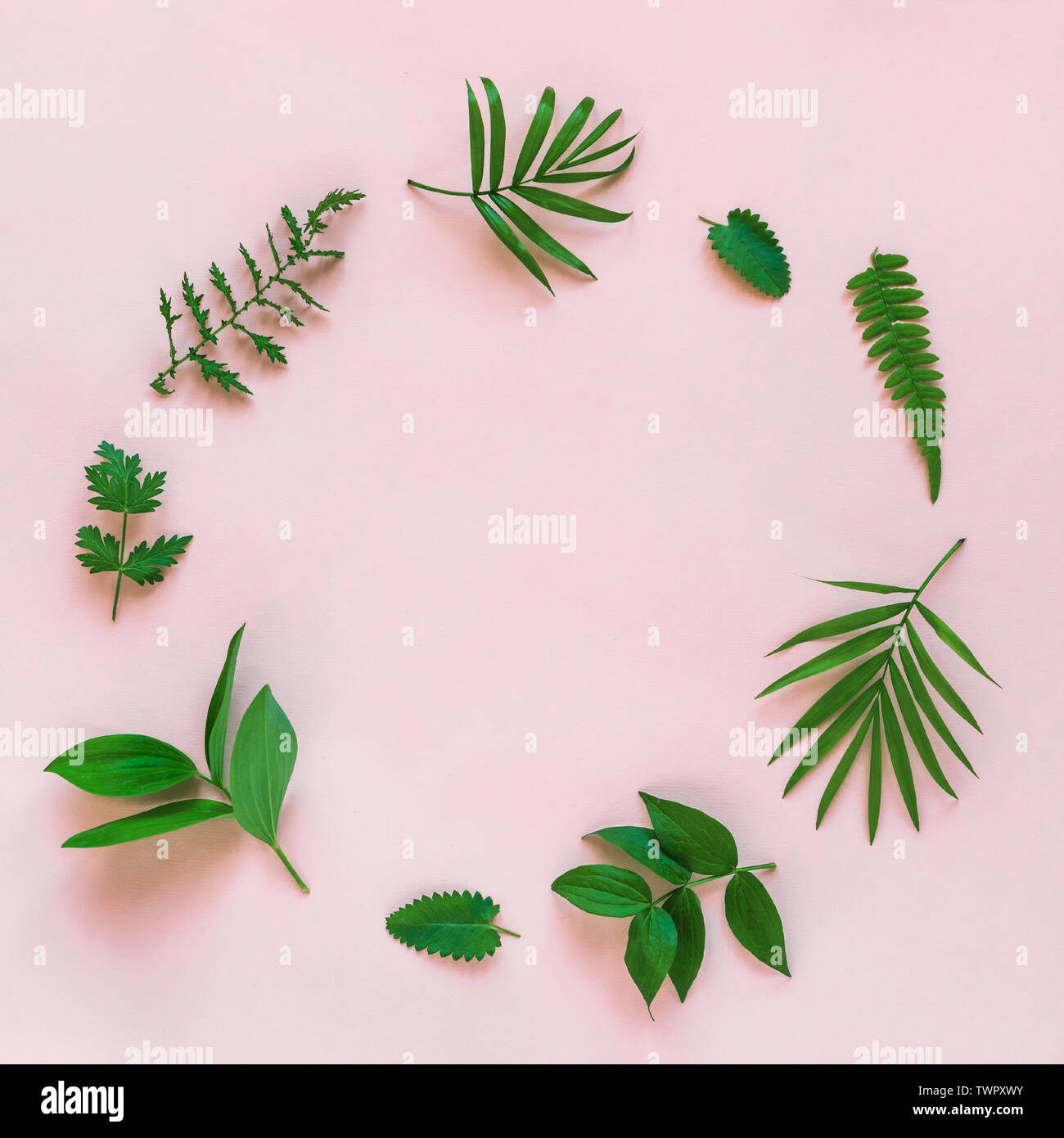 Tropical leaves layout hi-res stock photography and images - Alamy