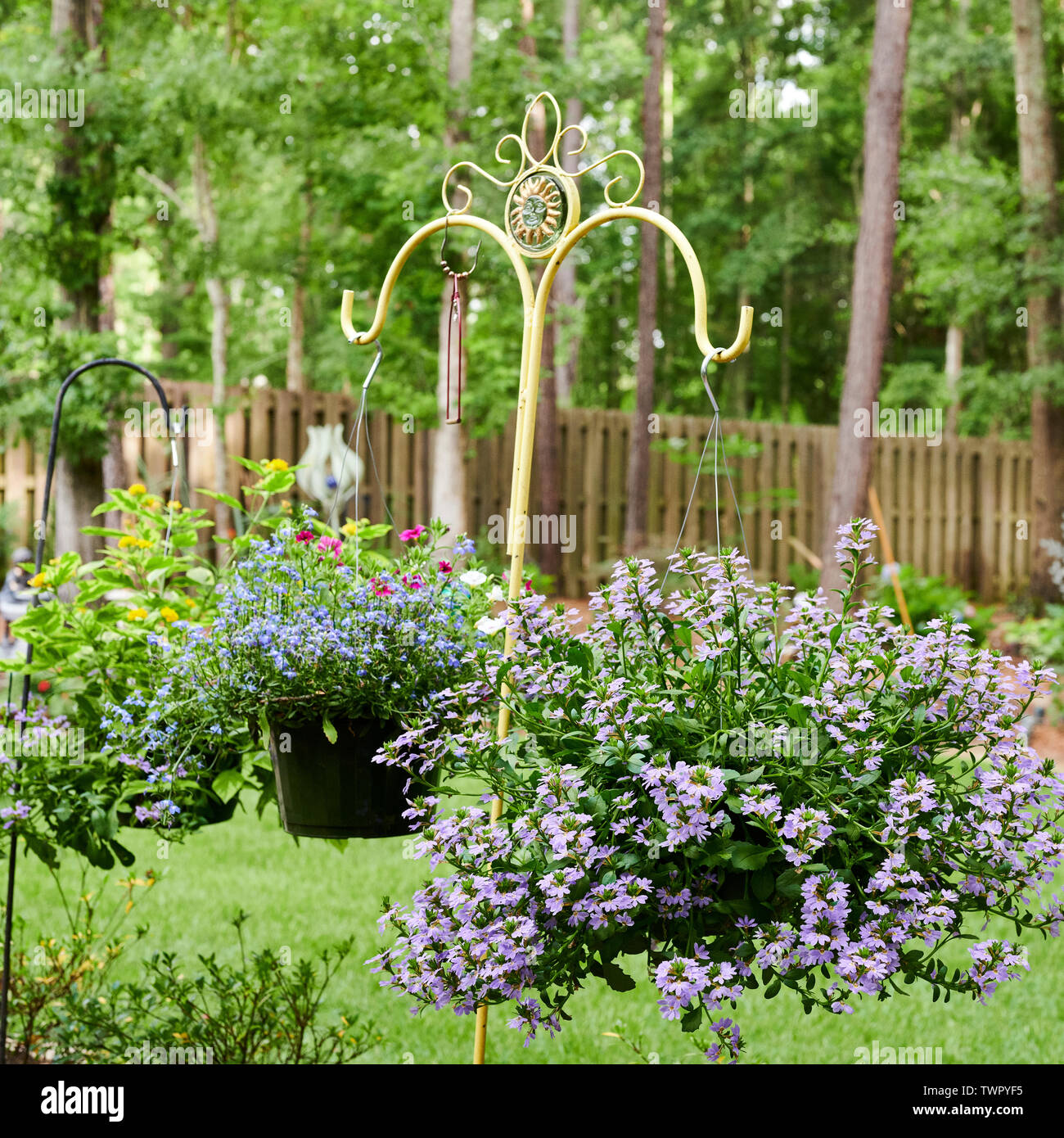 Hanging flower baskets in a home garden with various flowering plants. Stock Photo