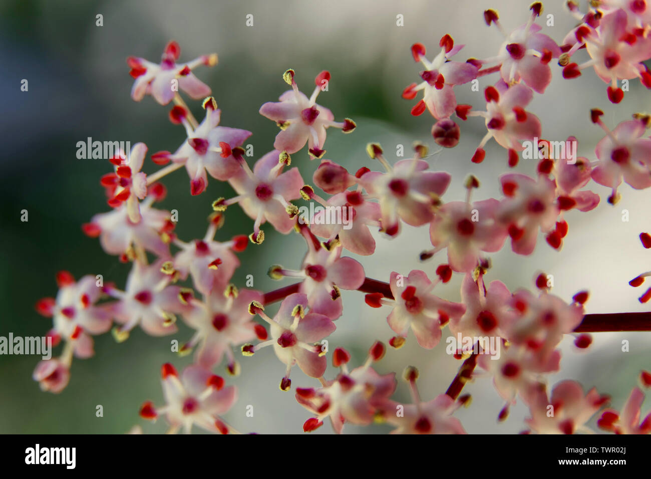 Elderflower blossom Stock Photo