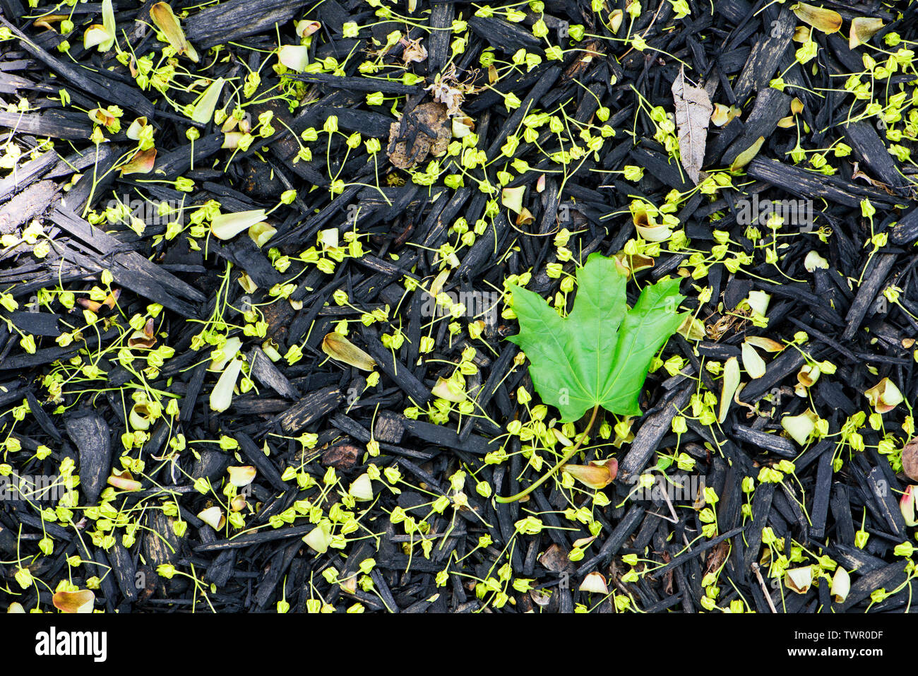 Norway maple (acer platanoides) female flowers and single leaf on black mulch. Stock Photo