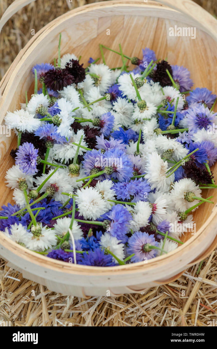 Garden trugs full of picked cornflowers at Daylesford Organic farm summer festival. Daylesford, Cotswolds, Gloucestershire, England Stock Photo