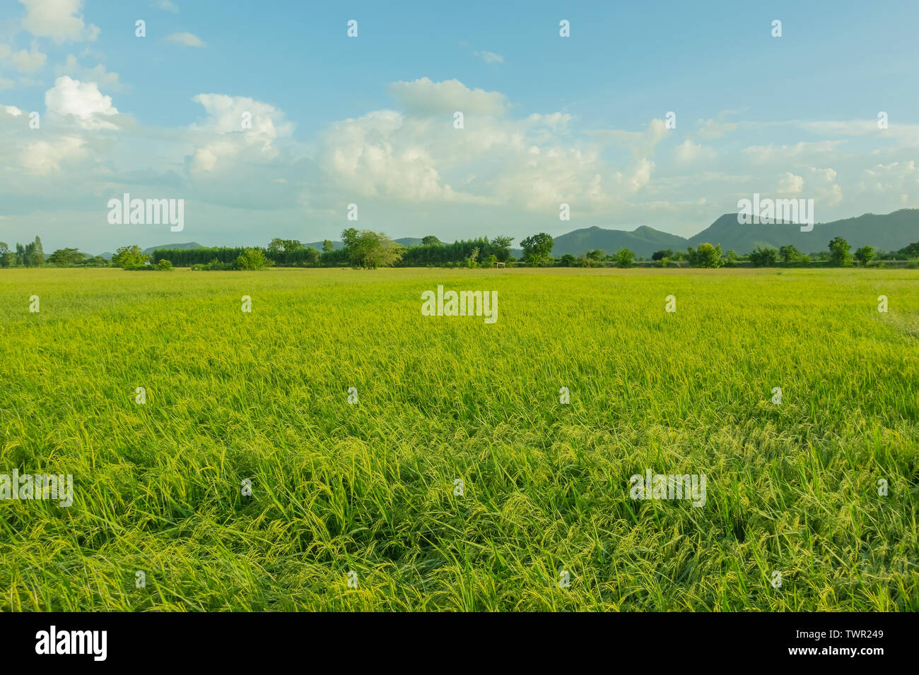 Before the harvest of rice fields hi-res stock photography and images ...
