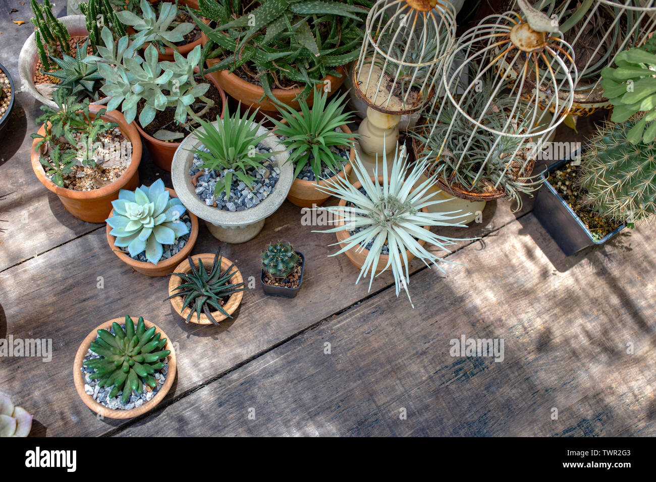 cactus decoration outdoor garden wood table from top view . hobby activities concept Stock Photo