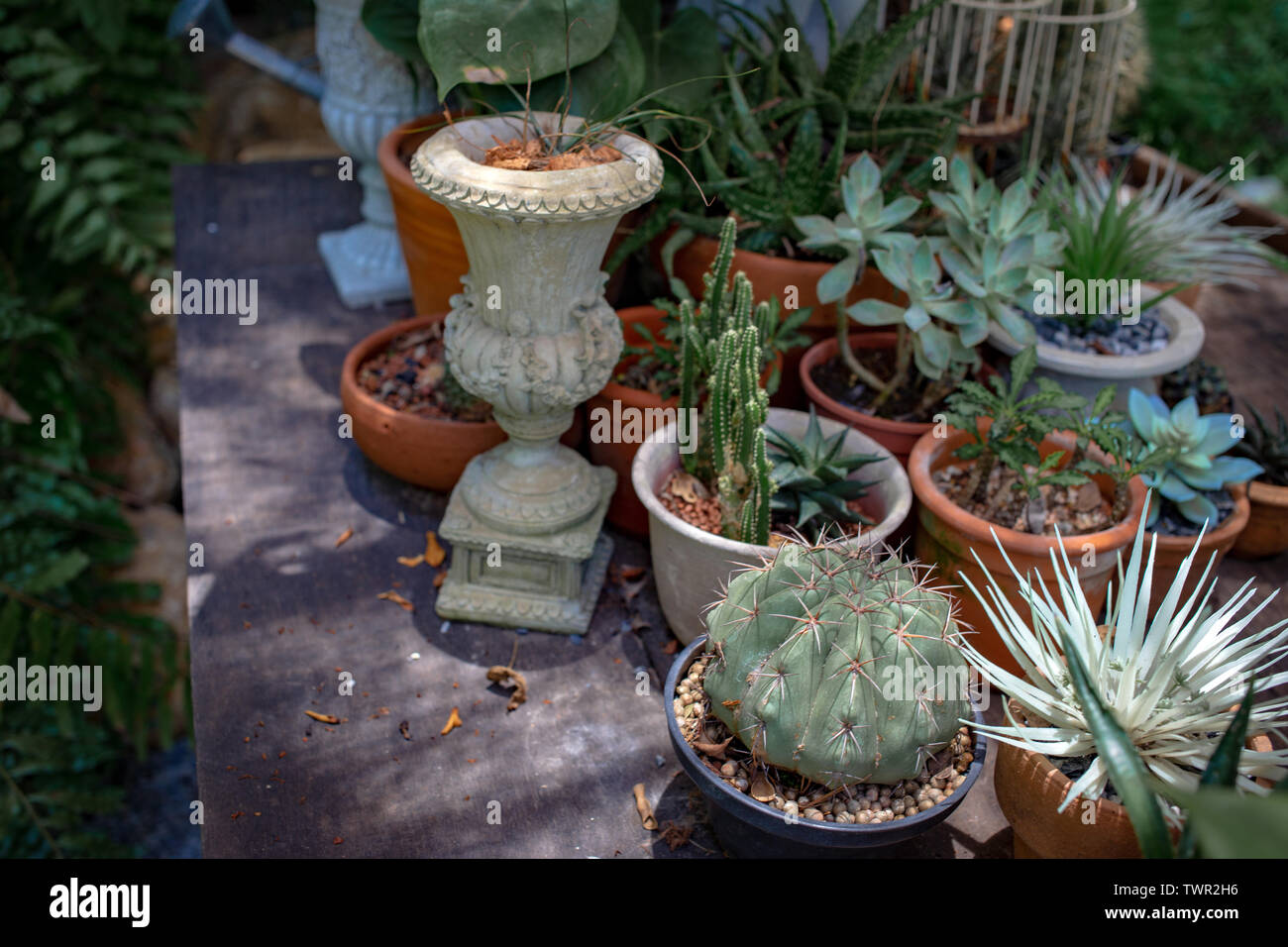 cactus decoration outdoor garden wood table from top view . hobby activities concept Stock Photo