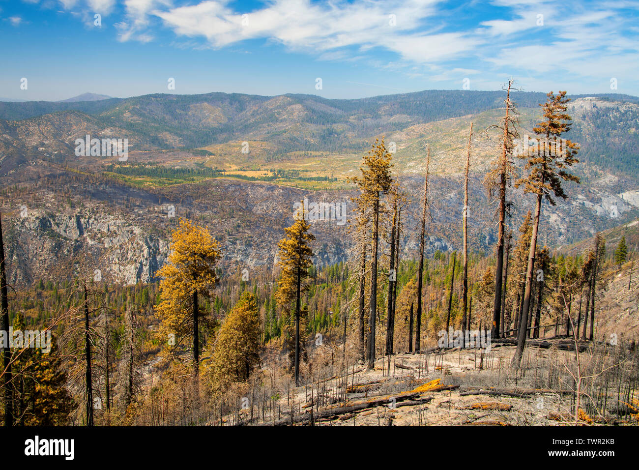 Aftermath of forest fires, Yosemite National Park, CA, USA, by Bill Lea/Dembinsky Photo Assoc Stock Photo