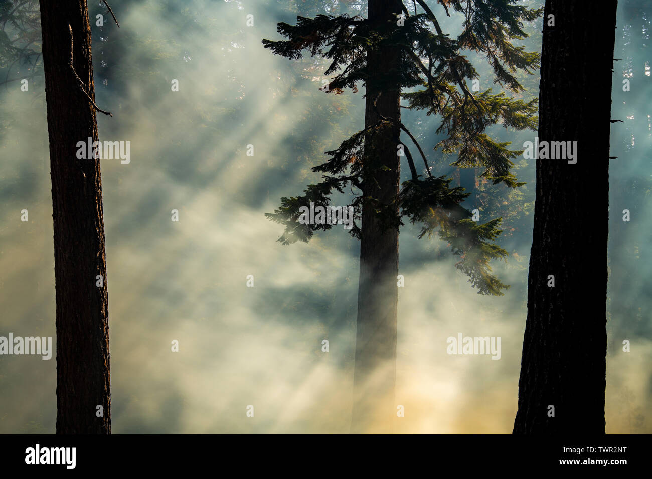 Smoky woods, conifers, Prescribed burn, Yosemite National Park, California, USA, by Bill Lea/Dembinsky Photo Assoc Stock Photo