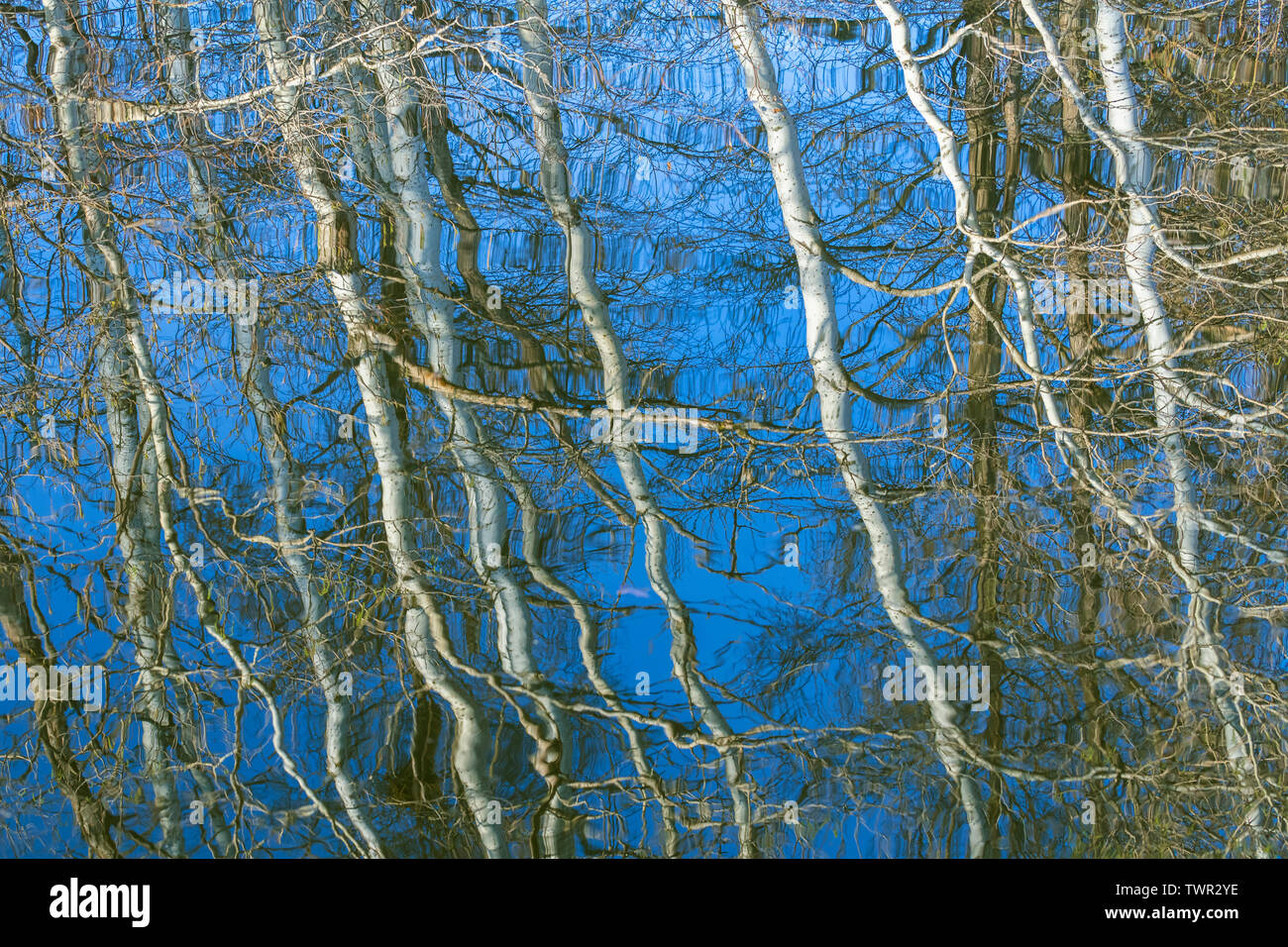 Forest reflections in a pond, Spring, Eastern United States, by Dominique Braud/Dembinsky Photo Assoc Stock Photo