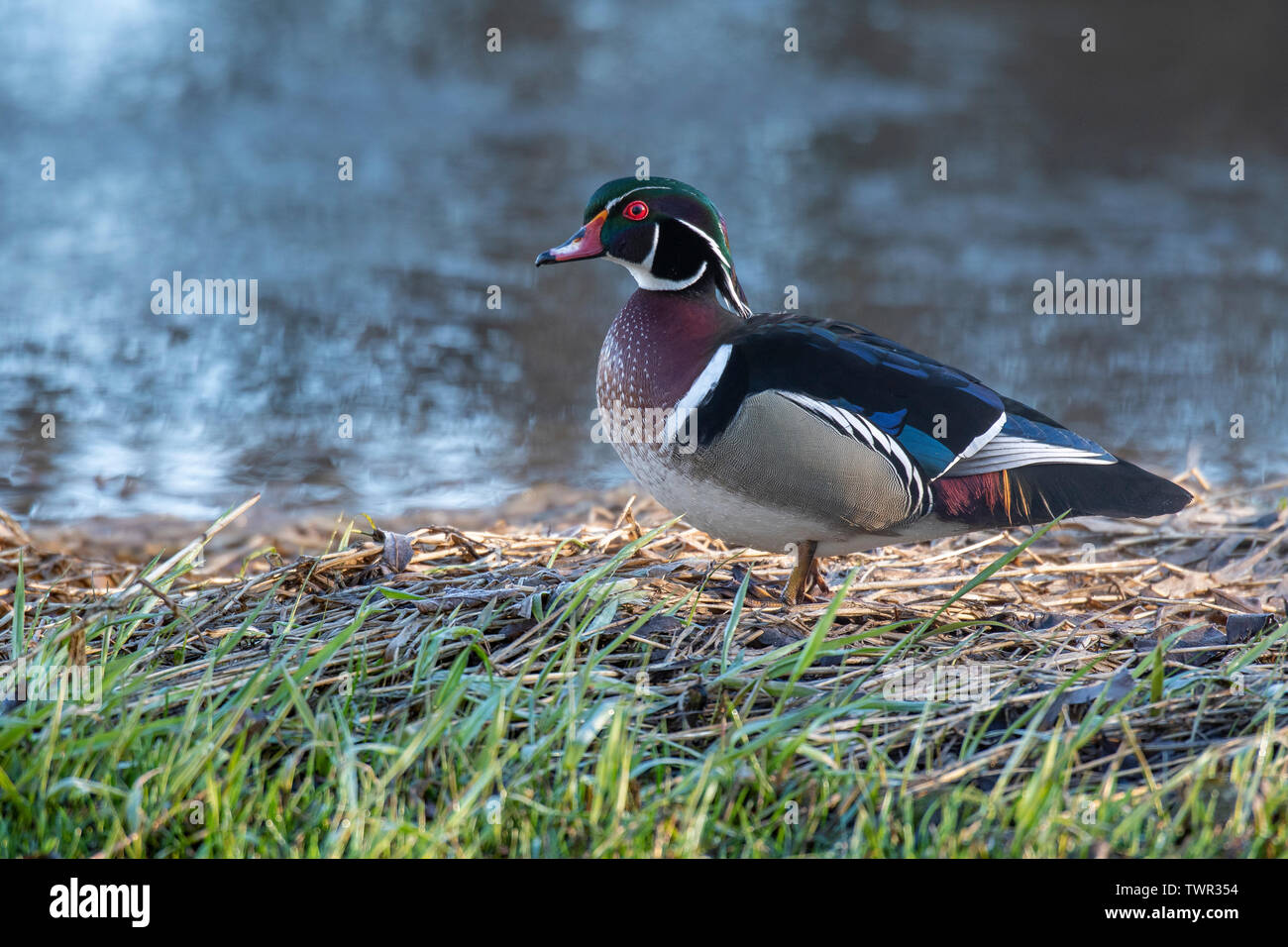 Wood Duck, drake, Aix sponsa), E North America, by Dominique Braud/Dembinsky Photo Assoc Stock Photo