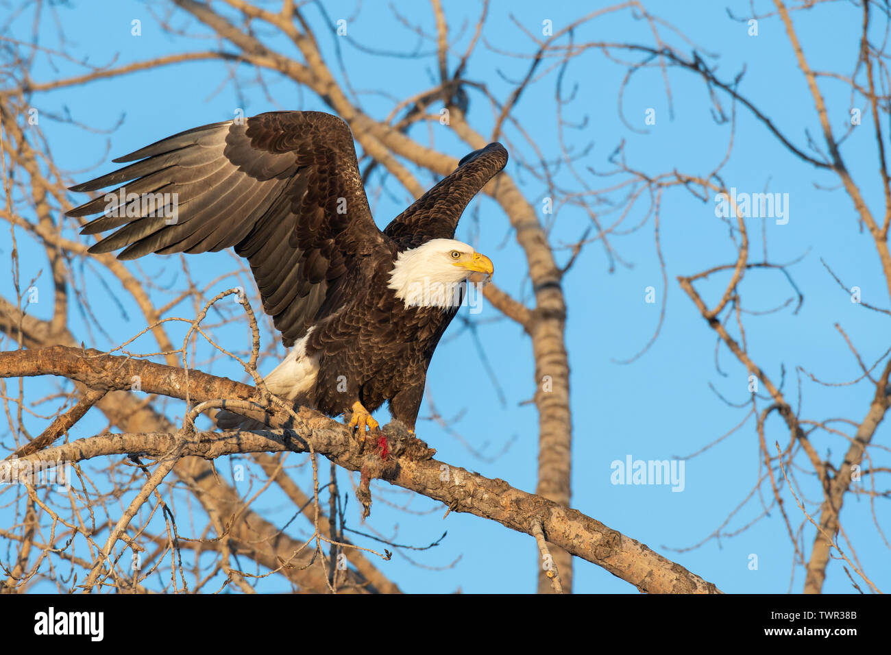American Bald Eagle (Haliaeetus leucocephalus), adult with food, in Cottonwood tree,North America, by Dominique Braud/Dembinsky Photo Assoc Stock Photo