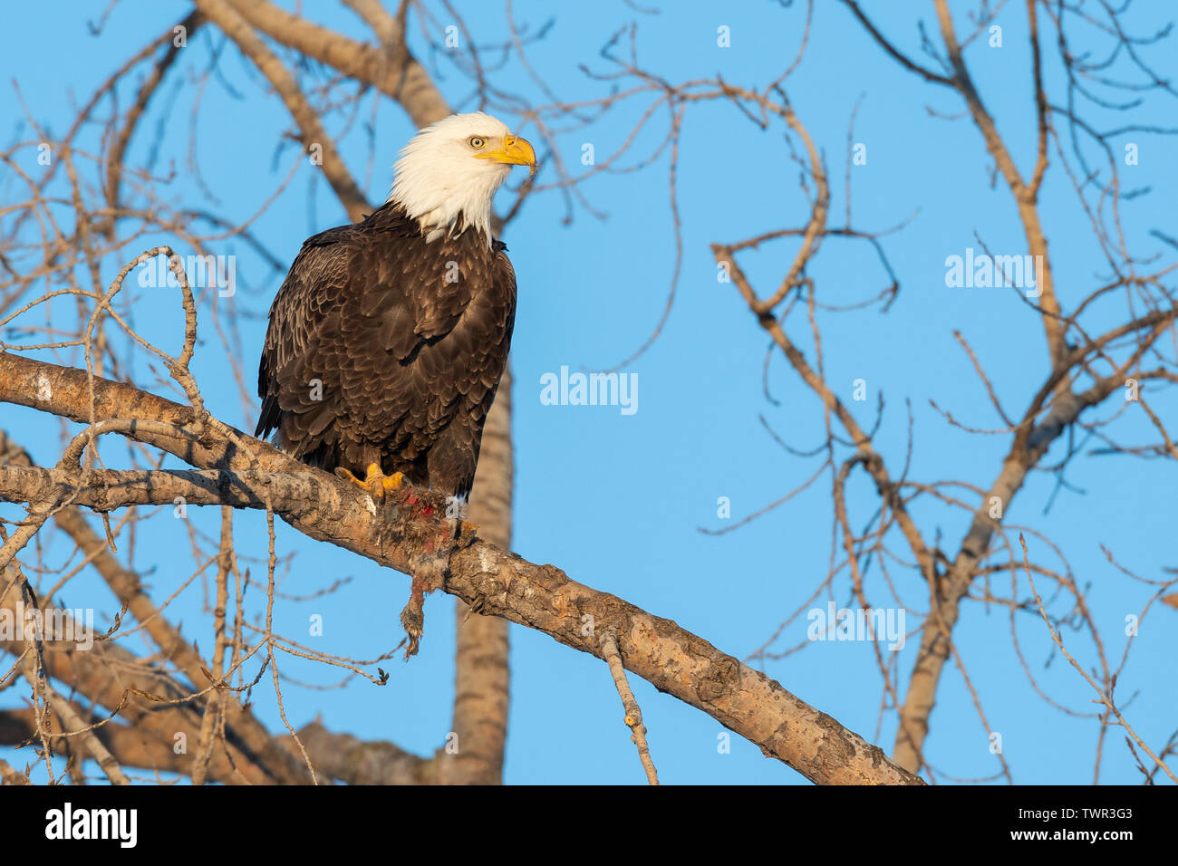 American Bald Eagle (Haliaeetus leucocephalus), adult with food, in Cottonwood tree,North America, by Dominique Braud/Dembinsky Photo Assoc Stock Photo