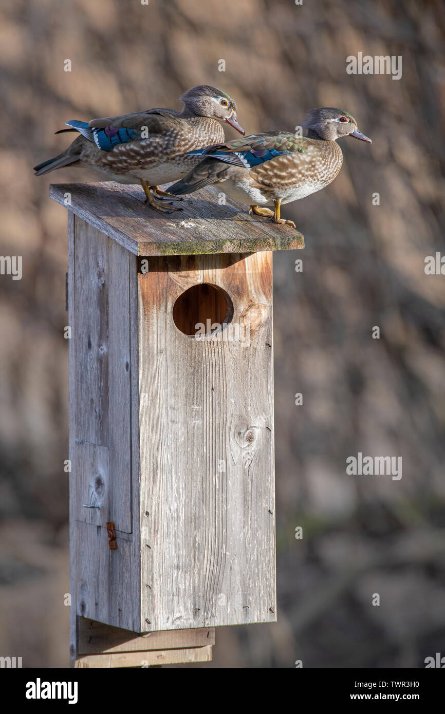 Wood Ducks (Aix sponsa) and Wood Duck nesting box, E North America, by Dominique Braud/Dembinsky Photo Assoc Stock Photo