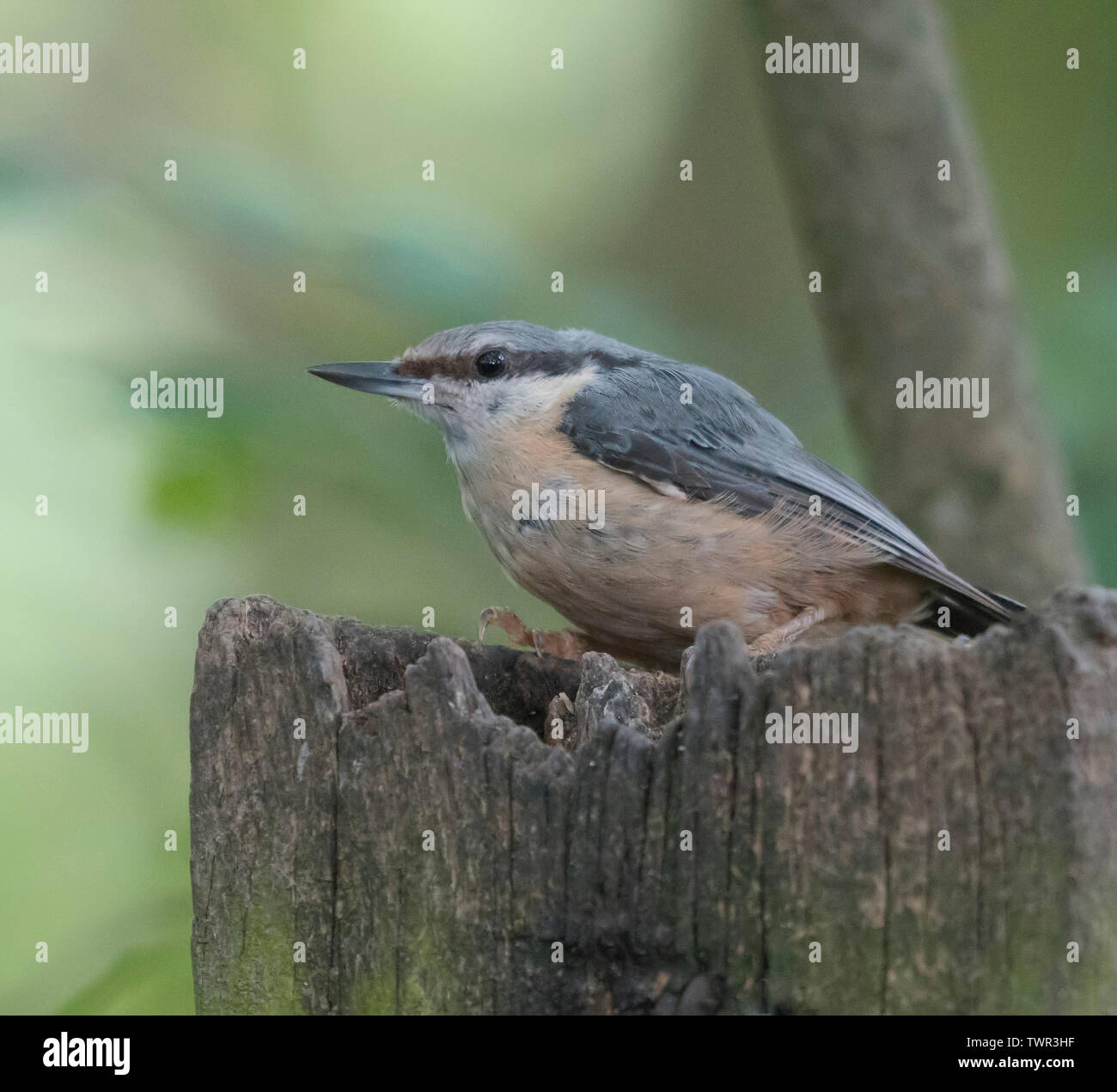 Nuthatch, Sita, europea, ((Juvenile) Stock Photo
