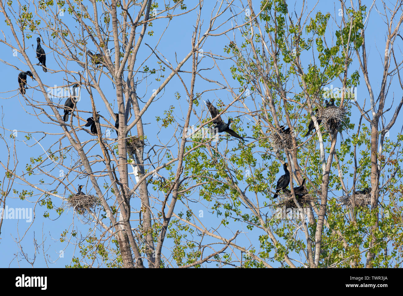 Double-crested cormorants nesting in a small rookery (Phalacrocorax auritus), Spring, Upper midwestern United States and Canada, by Dominique Braud/De Stock Photo