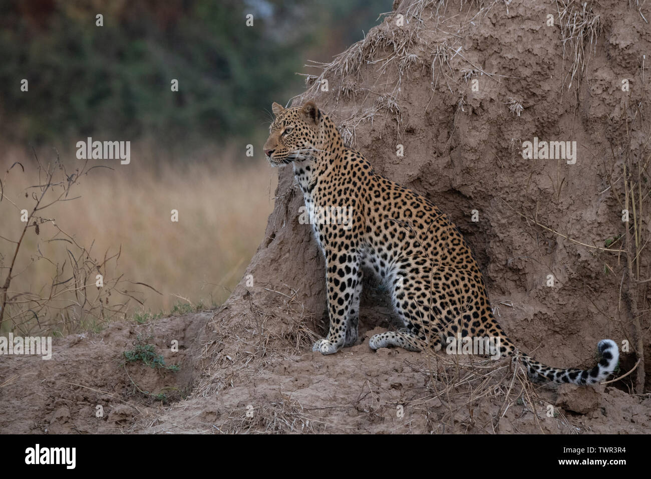 Africa, Zambia, South Luangwa National Park. African leopard (WILD: Panthera pardus) on termite mound. Stock Photo