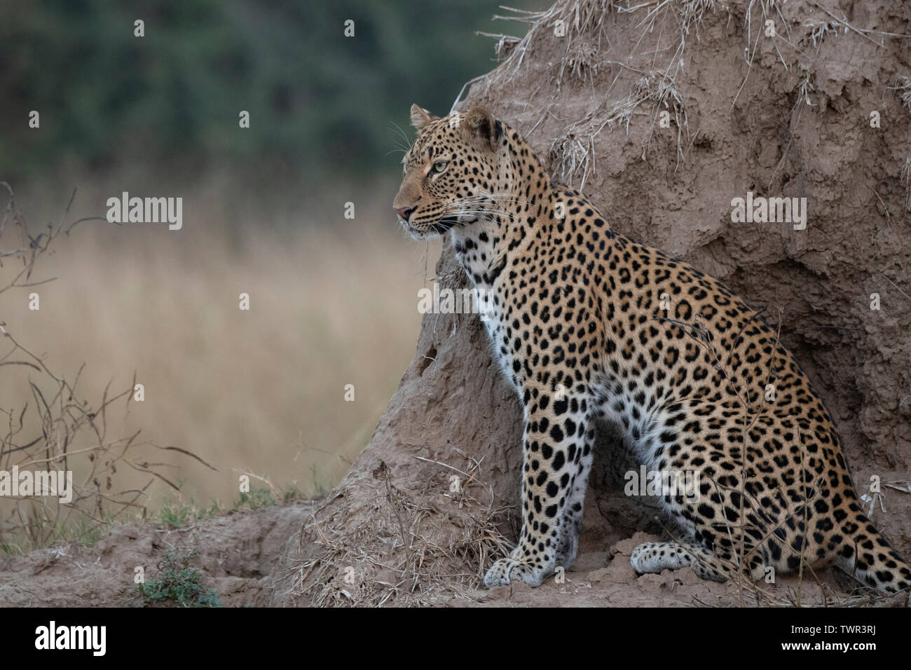 Africa, Zambia, South Luangwa National Park. African leopard (WILD: Panthera pardus) on termite mound. Stock Photo