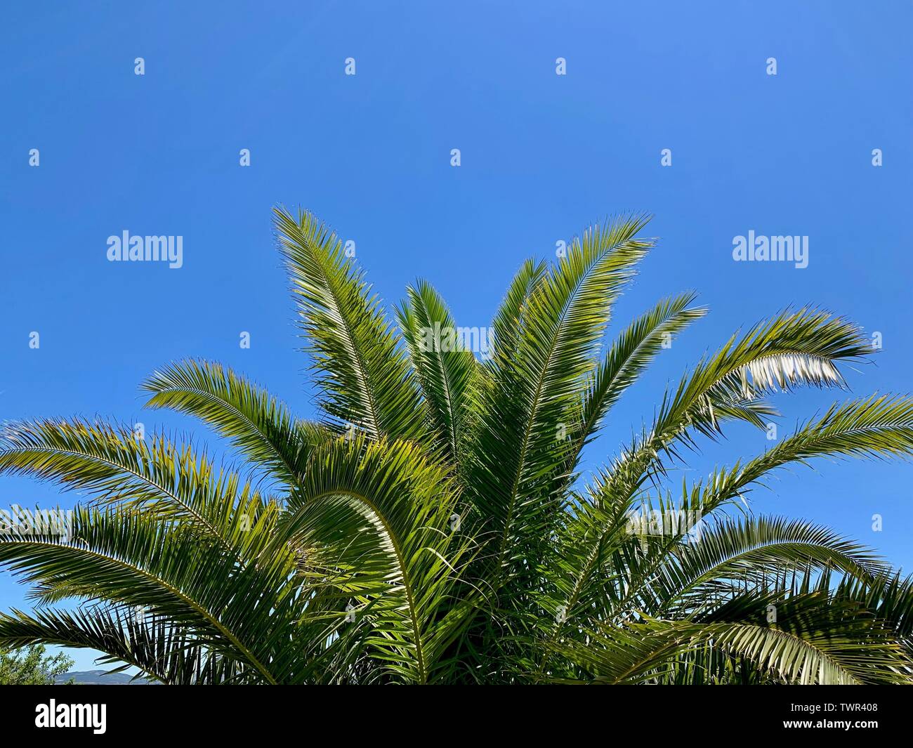 palm tree in front of a blue sky on a sunny day Stock Photo - Alamy