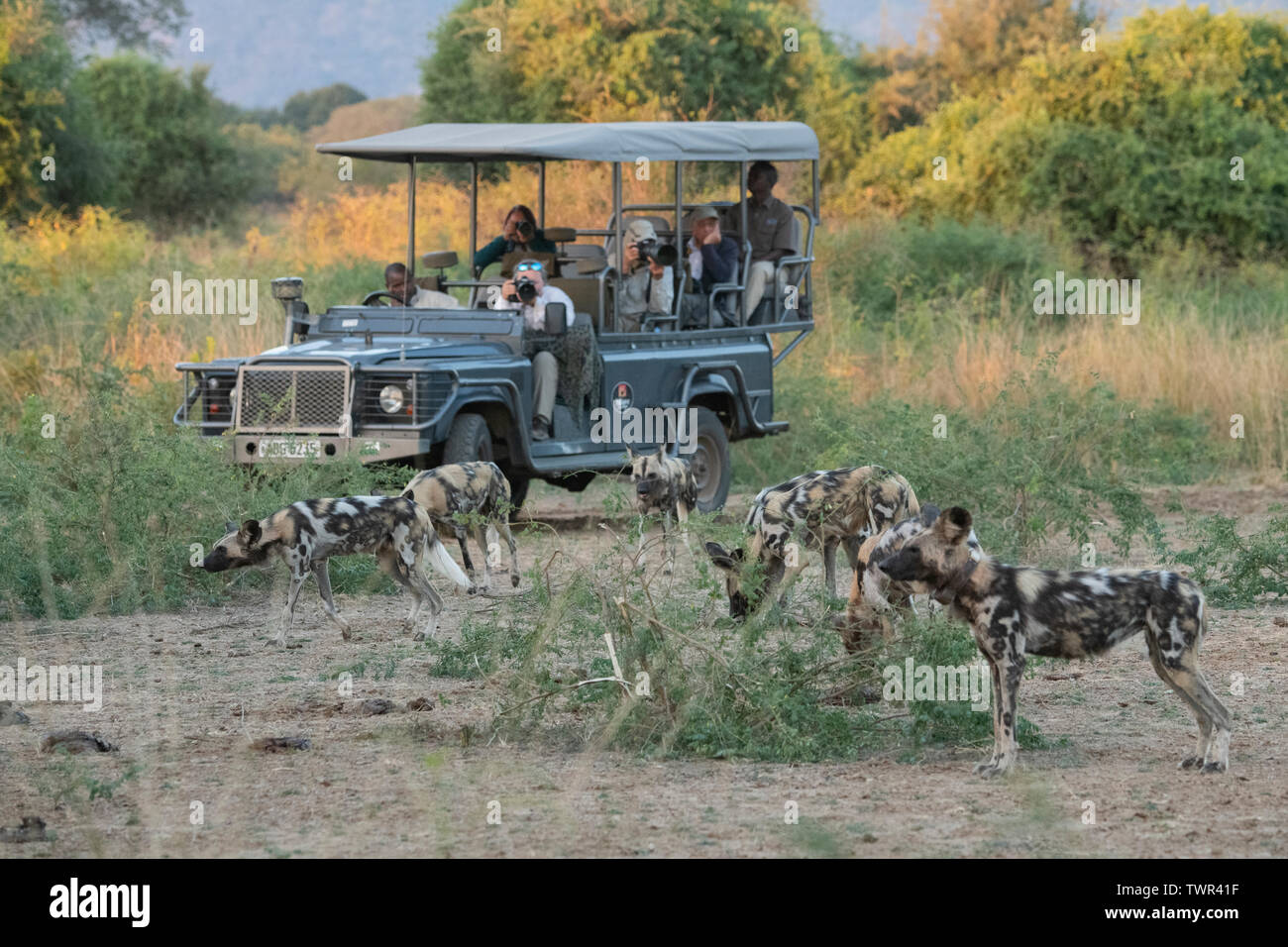 Africa, Zambia, South Luangwa National Park. Pack of African Painted Wolves, aka Painted Dogs or African Wild Dog, with safari jeep. Stock Photo