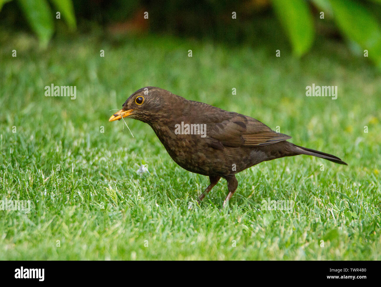 Female Blackbird, Blackbird, wild bird on a lawn in a British Garden in Spring, looking for food, worms and grubs Stock Photo