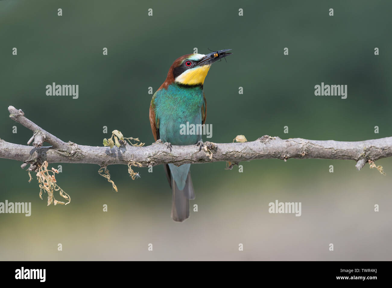 Bee eater kills a wasp (Merops apiaster) Stock Photo