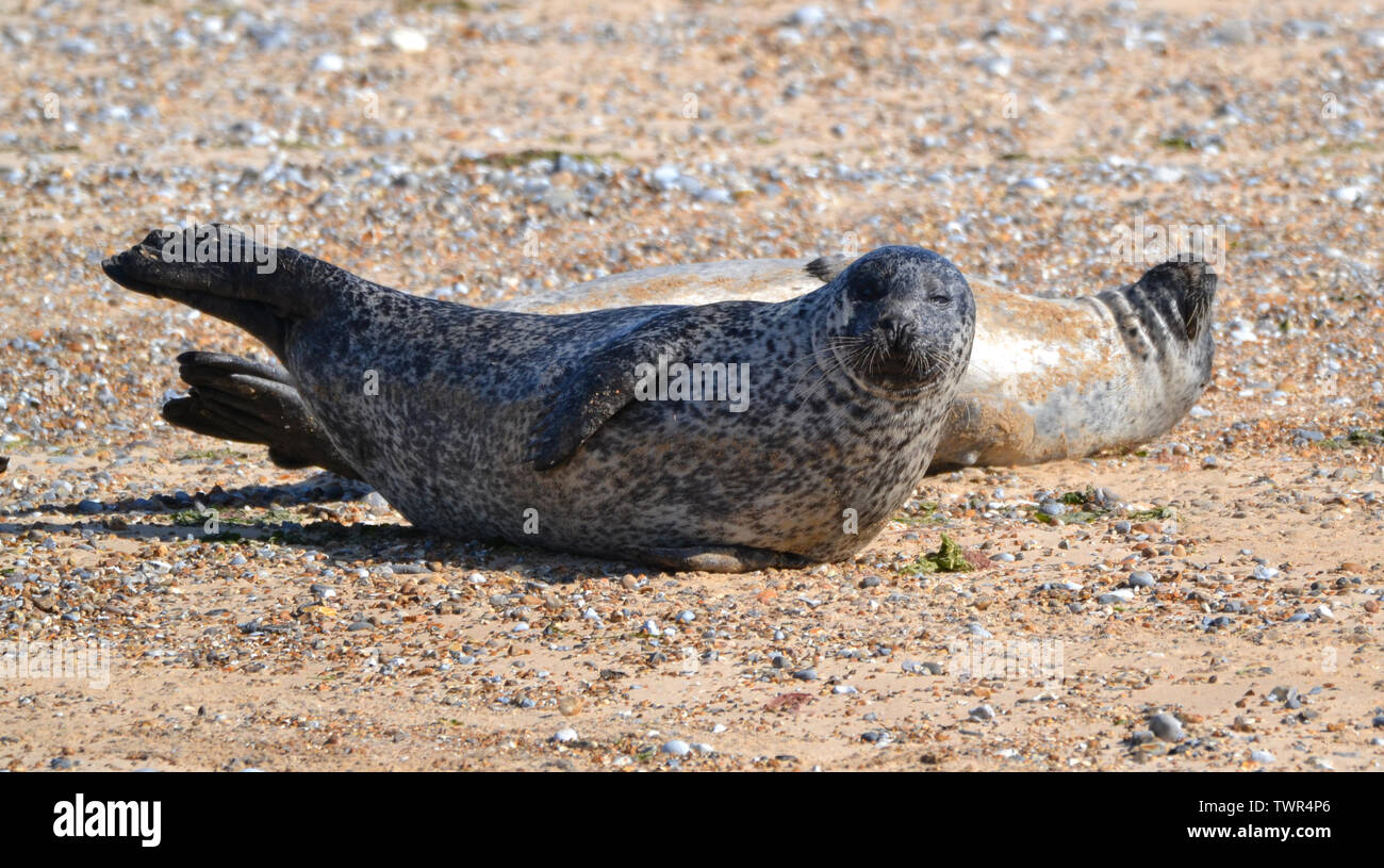 Seals at Blakeney Point Nature Reserve, Norfolk, UK Stock Photo Alamy
