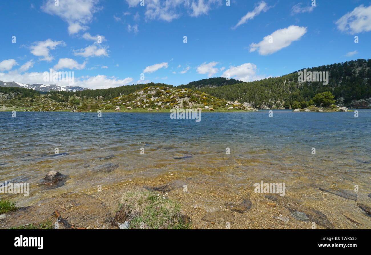 France mountain lake shore with islet and cattle cows, Pyrenees-Orientales, Estany de la Pradella, natural park of the Catalan Pyrenees Stock Photo