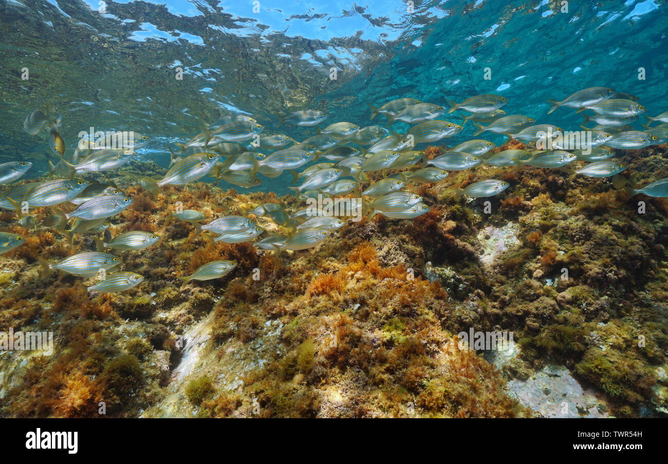 School of fish seabreams Sarpa salpa in Mediterranean sea, Costa Brava, Catalonia, Spain Stock Photo