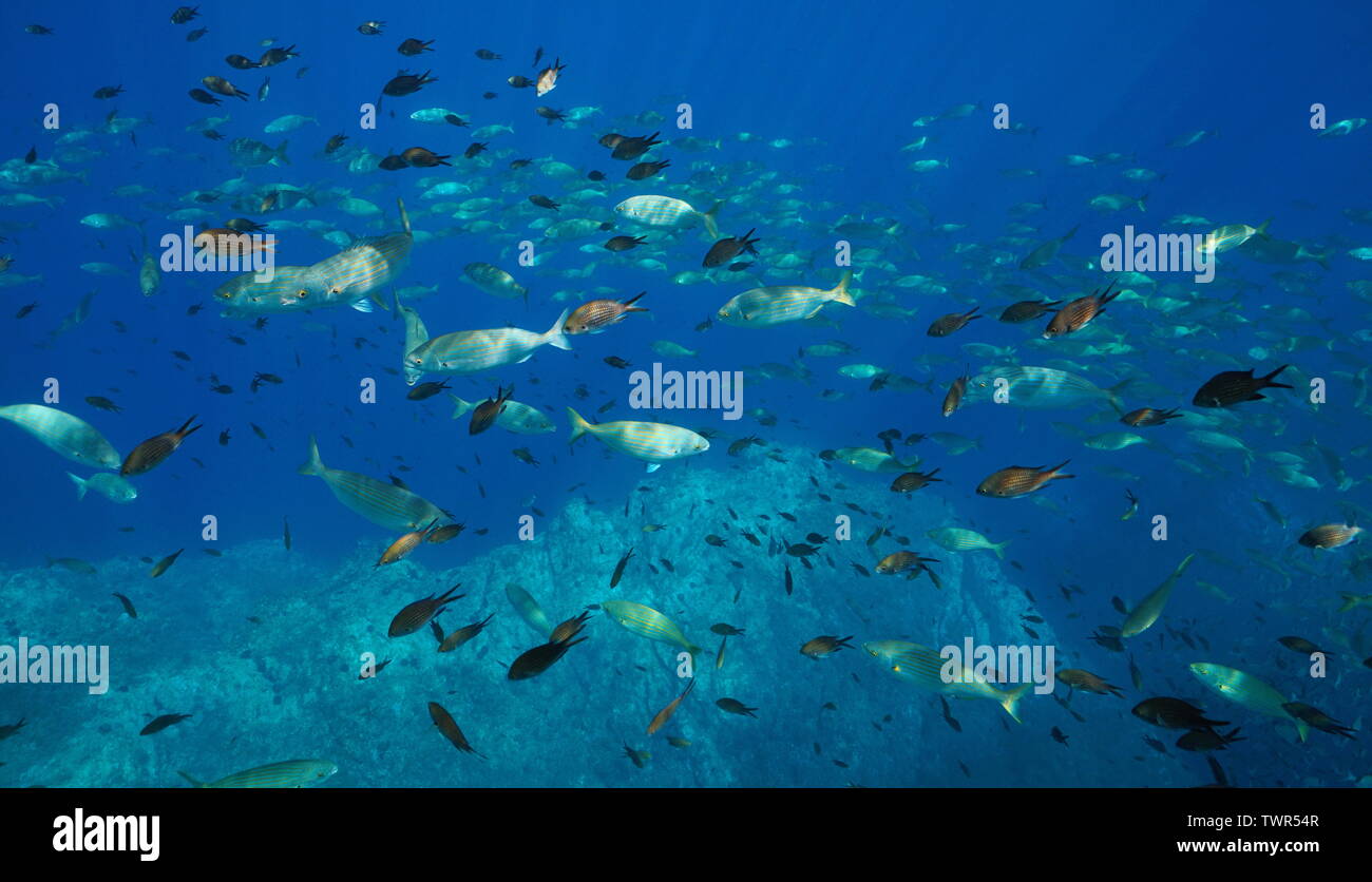Shoal of fishes underwater in Mediterranean sea (damselfish and seabream), France Stock Photo