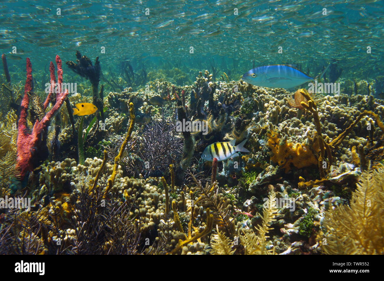 Thriving marine life in a coral reef underwater in the Caribbean sea, Belize Stock Photo