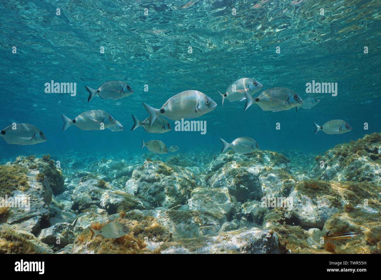 Sargo seabream fish, Diplodus sargus, underwater in Mediterranean sea between water surface and rocks on the seabed, France Stock Photo