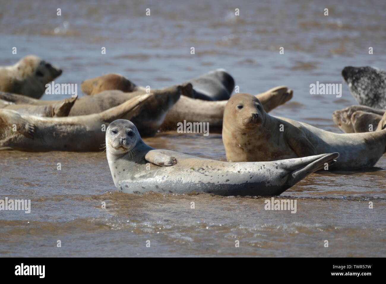 Seals at Blakeney Point Nature Reserve, Norfolk, UK Stock Photo Alamy
