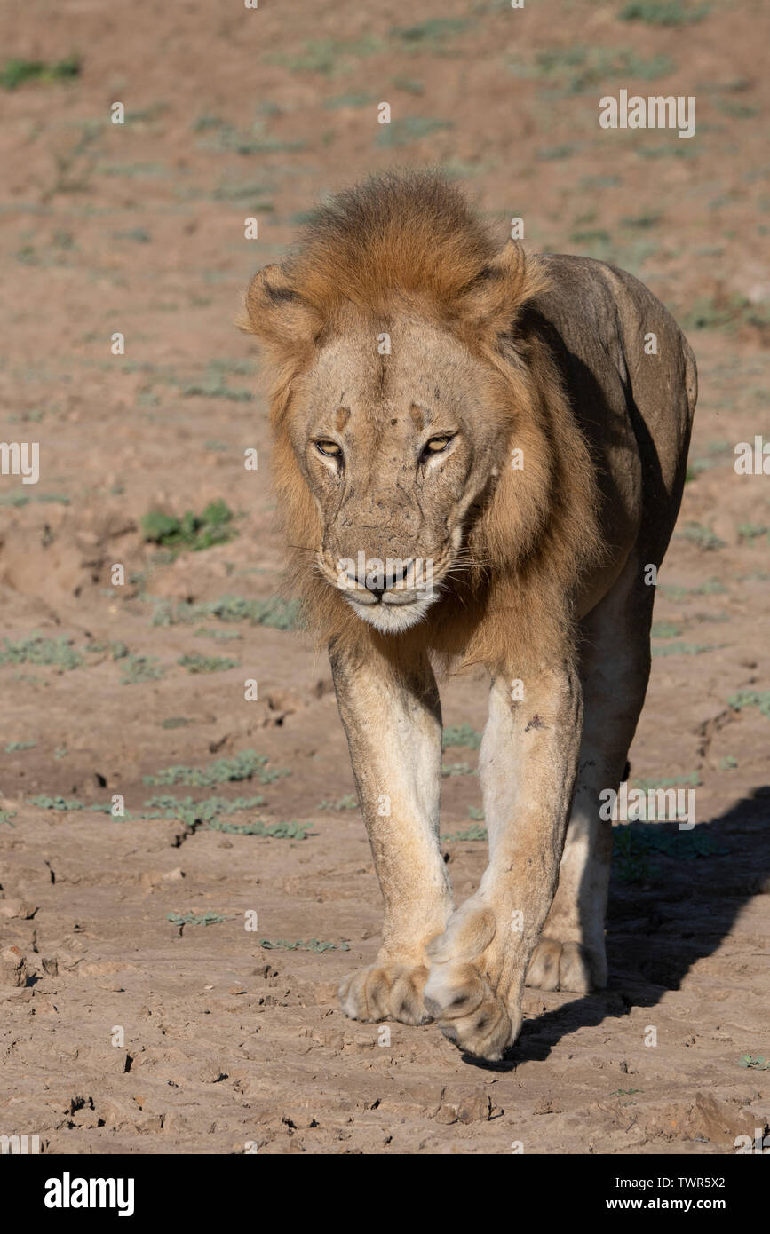 Full grown lion hi-res stock photography and images - Alamy