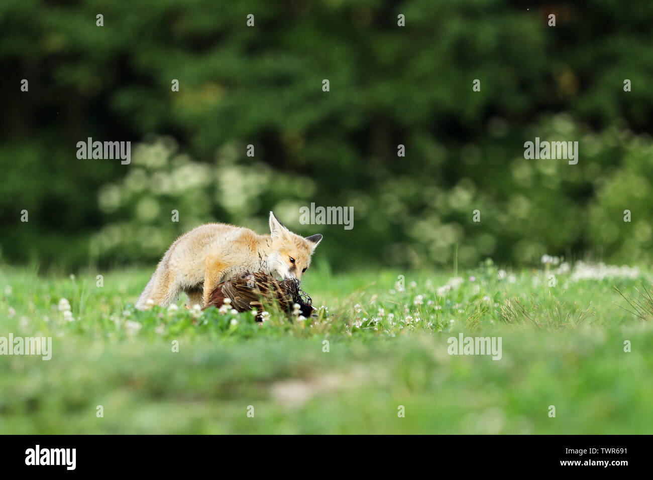 Young red fox eat catch bird on meadow in early morning Vulpes vulpes