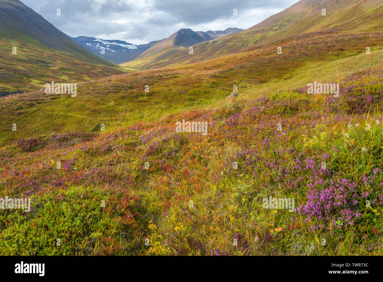 Icelandic mountains and arctic tundra, arctic mountainous landscape. Wildflowers bloom in Iceland's mountains, hiking in the tundra. Stock Photo