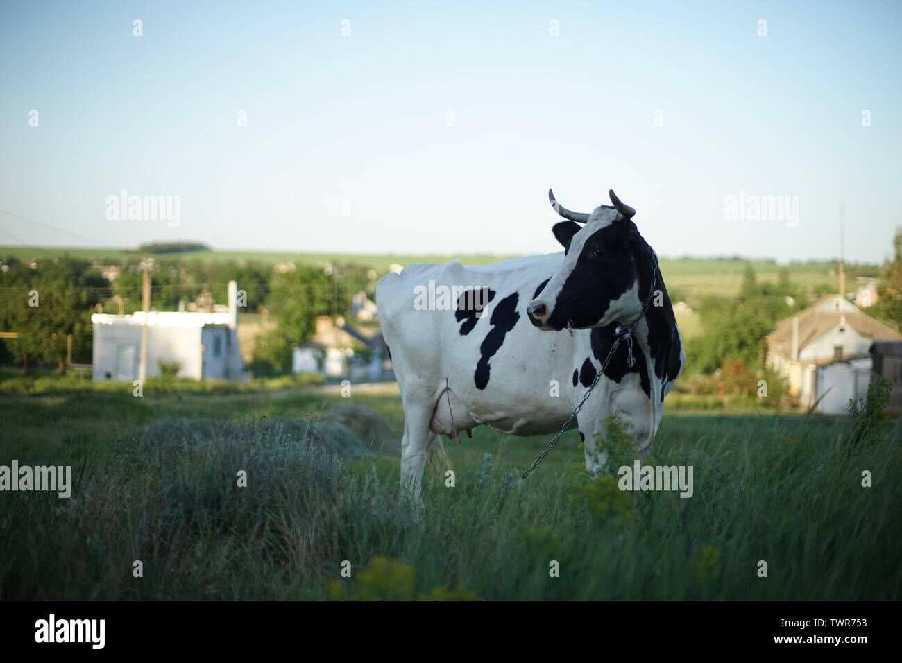 Black and white spotted cow grazes in the countryside in summer Stock ...