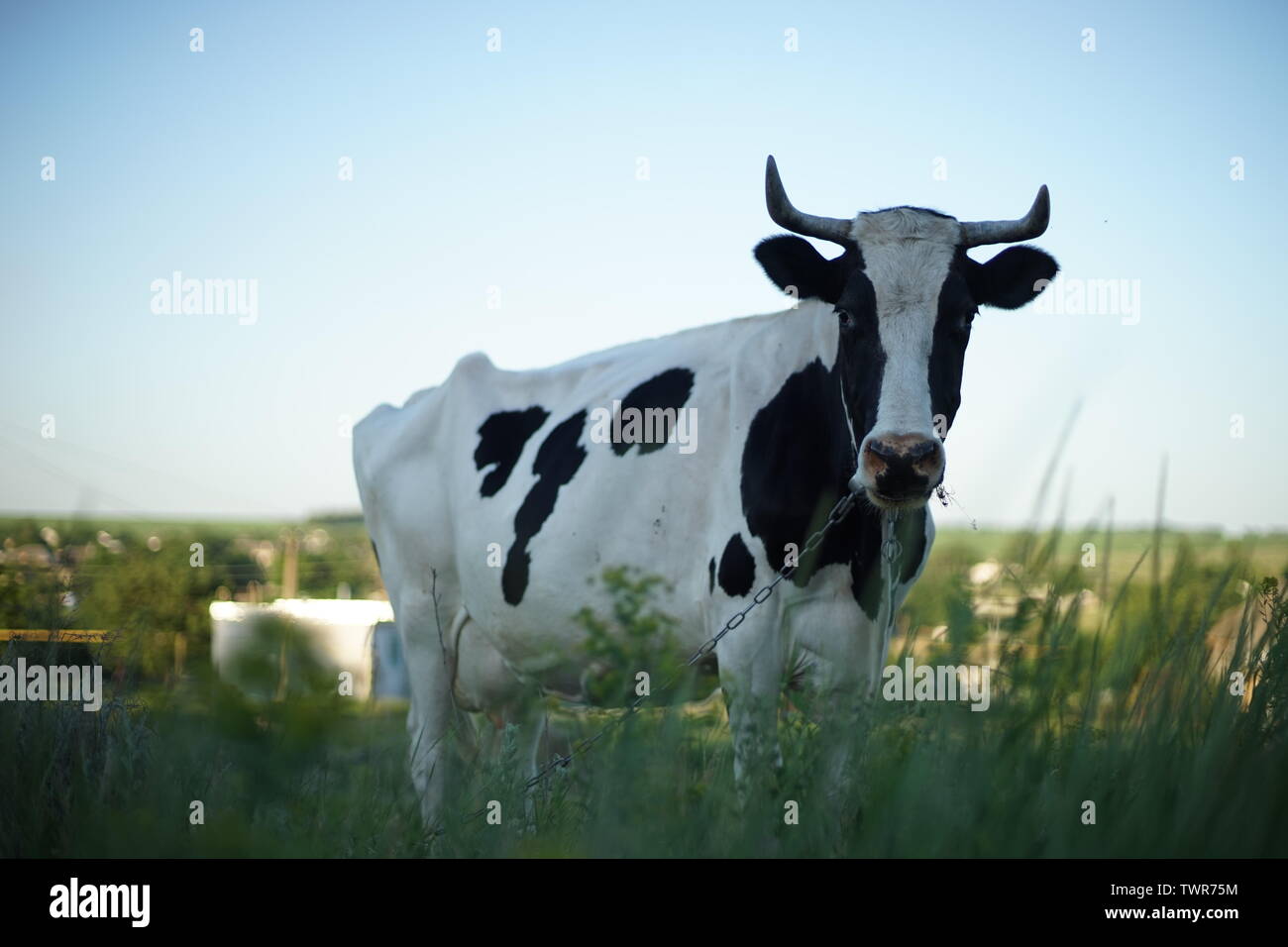 Black and white spotted cow grazing in a field Stock Photo - Alamy