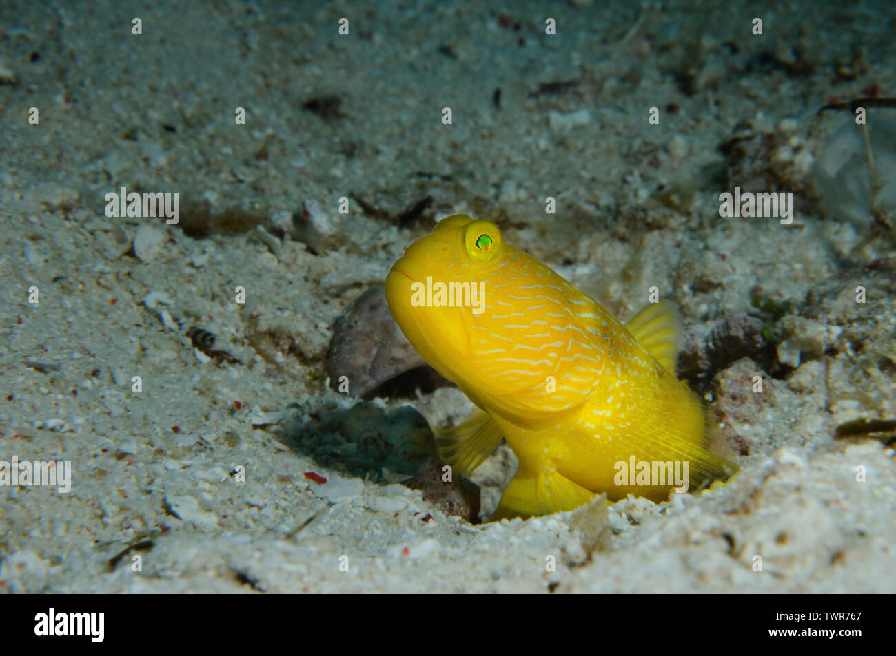 Yellow prawn-goby is peeping out of its burrow, Panglao, Philippines Stock Photo