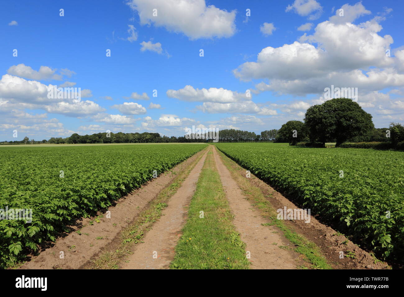 Summer landscape with potato crops and trees under a cloudy blue sky Stock Photo