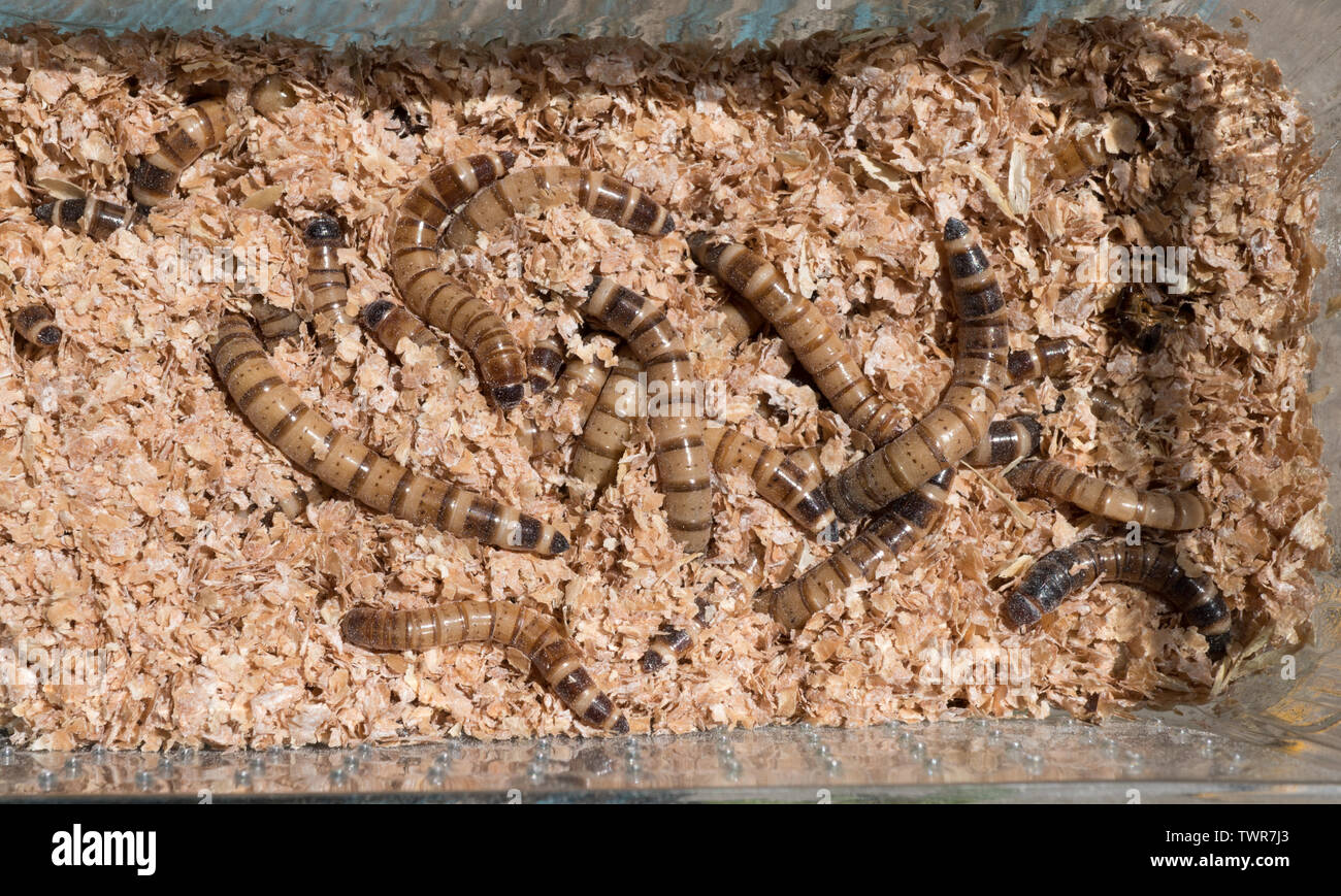 Superworms hires stock photography and images Alamy