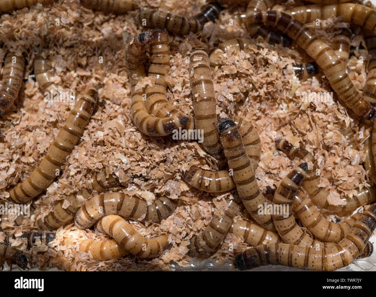 Morio Worms or Superworms, Zophobas morio. Bought from pet shops. These