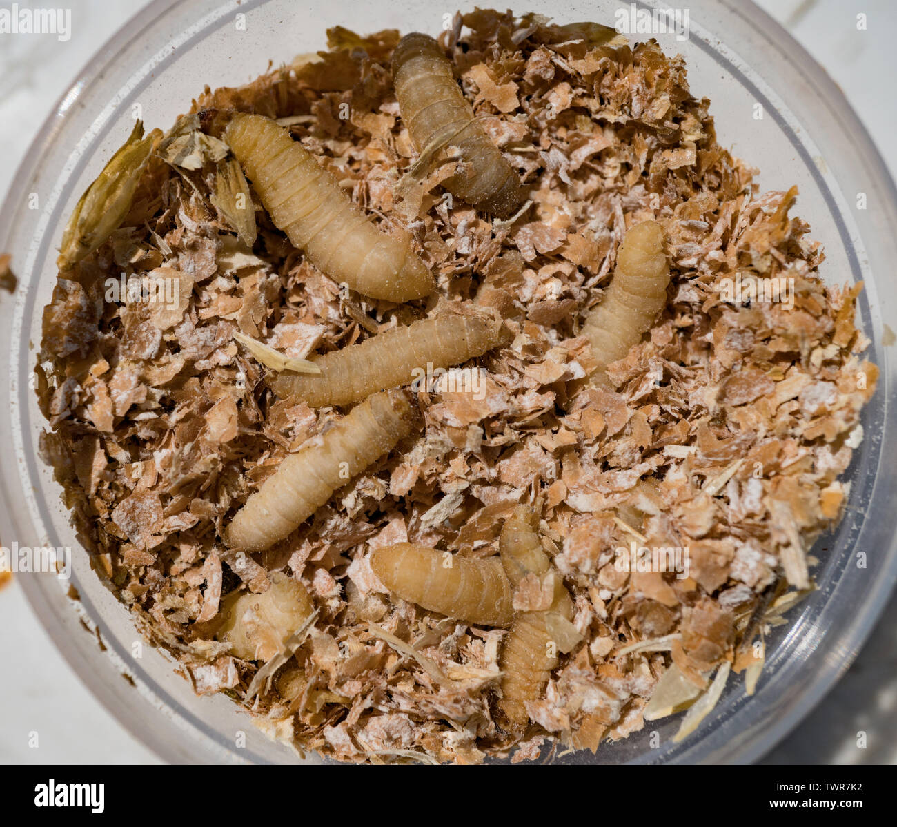Waxworms, larva of Wax Moth, . These larvae have been found to digest  plastic. UK Stock Photo - Alamy