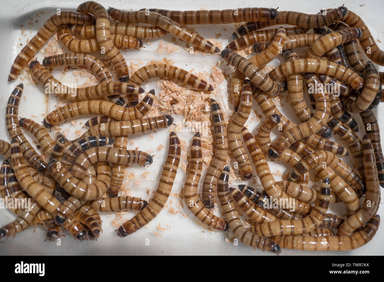 Morio Worms or Superworms, Zophobas morio. Bought from pet shops. These