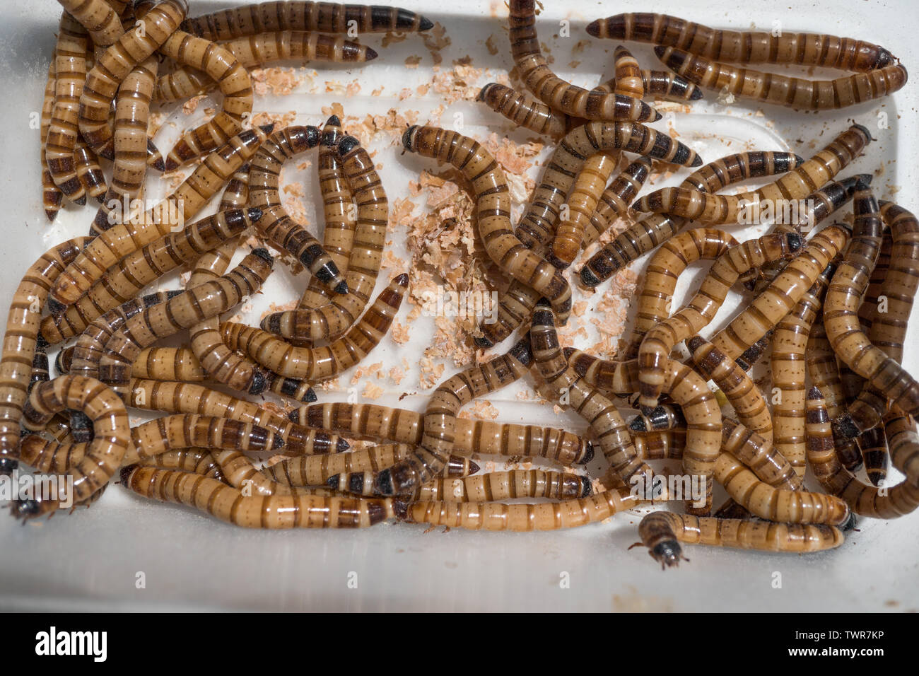 Mealworms plastic hires stock photography and images Alamy