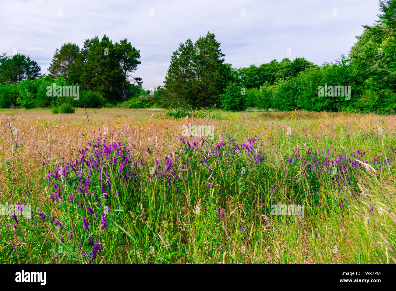 purple flowers in a green meadow Stock Photo - Alamy