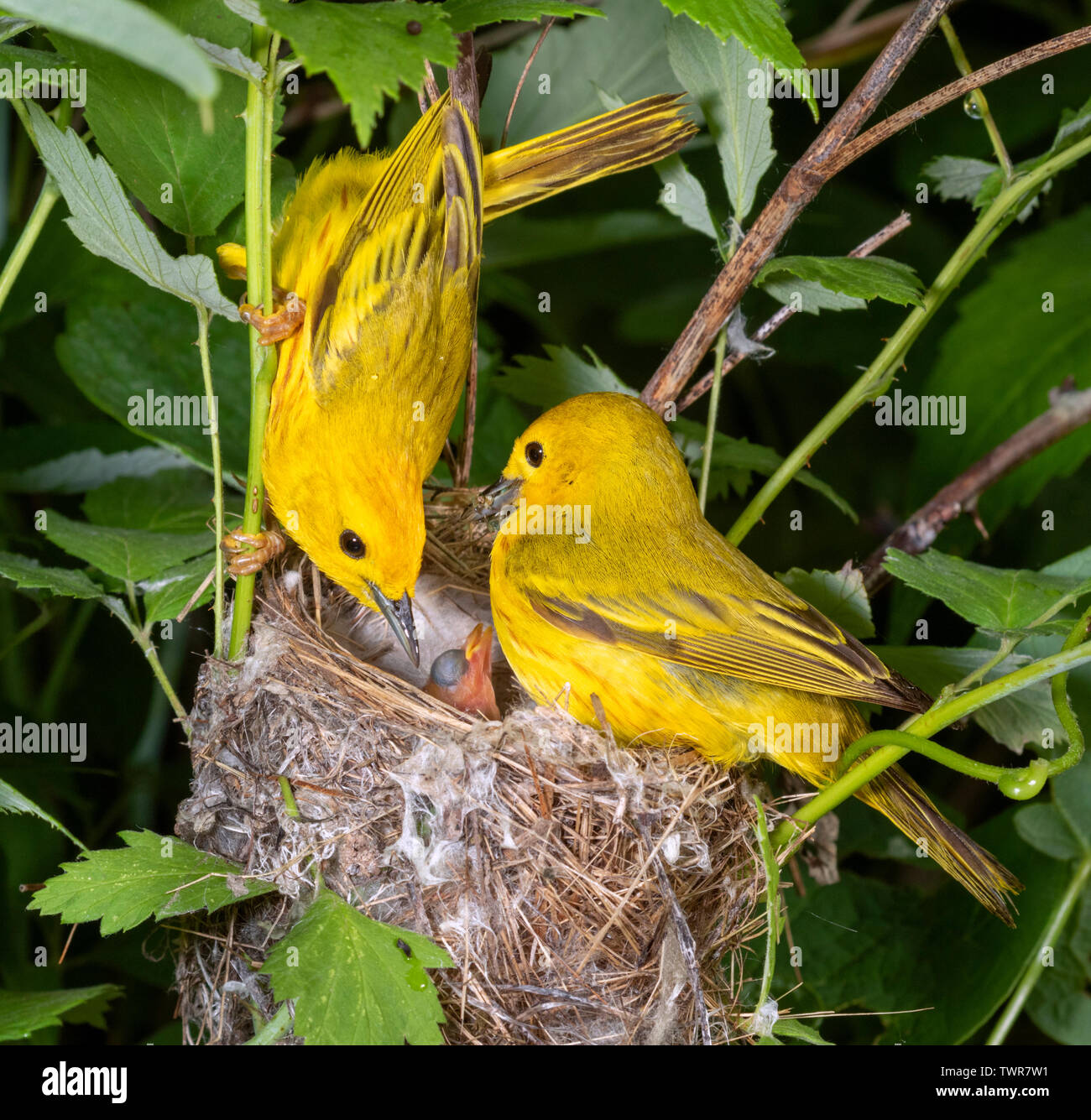 Yellow Warbler Male And Female