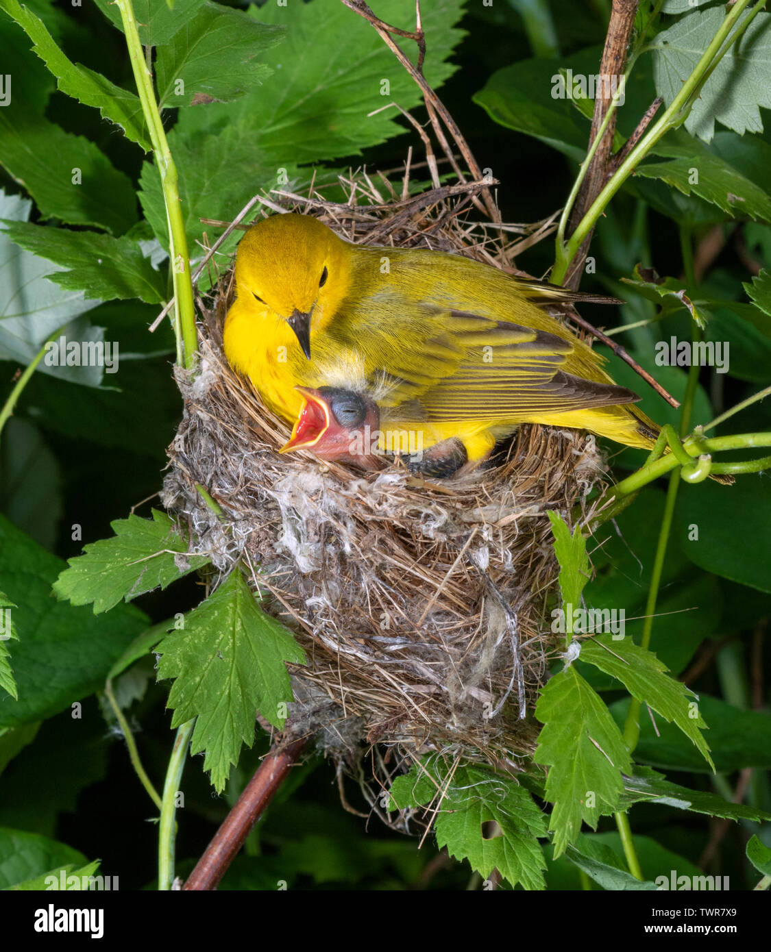 Yellow warbler (Setophaga petechia) female in the nest with a nestling looking outside, Iowa, USA Stock Photo