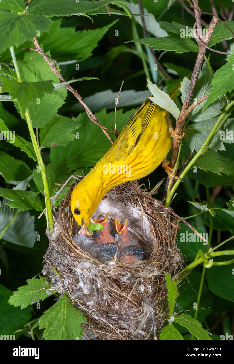 Northern Yellow warbler (Setophaga aestiva [petechia]) male feeding ...